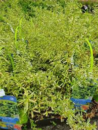 Clusters of tiny, rich blue flowers are produced in late spring and early summer Ceanothus Impressus Lemon And Lime Bleu C 4l Gp Central Jardin