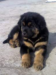 Maybe you would like to learn more about one of these? 40 Very Cute Tibetan Mastiff Puppy Pictures And Images