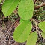 Image result for Bridelia ferruginea