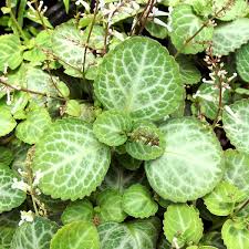 Image result for Plectranthus guruensis