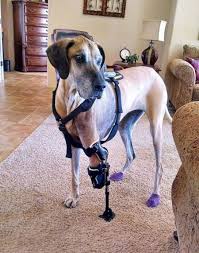 This article is accurate and true to the best of the author's knowledge. My Personal Journey With Canine Cancer The National Canine Cancer Foundation
