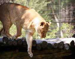 Nrma dubbo holiday park central west located close to the town centre, it's easy to explore the town's unique history, make some new friends at the zoo or relax in park. Getting The Most Out Of Your Visit To Western Plains Zoo Dubbo