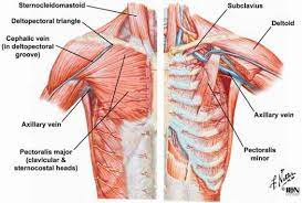 In addition to aiding in breathing, the intercostal muscles also help stabilize the rib cage as the upper body twists or bends forward, backward, or to. Why Do Broken Ribs Not Lead To More Complications Medical Sciences Stack Exchange