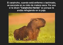 Listen to music from carpincho's library (64,048 tracks played). La Fabula Del Carpincho Herido Catastrofico