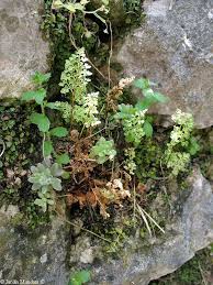 Image result for Samanea leptophylla