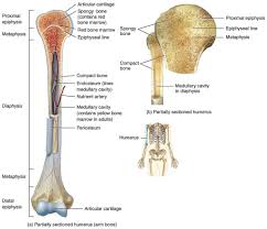 Human skeleton long bones of arms and legs. 31 Label The Long Bone Labels Design Ideas 2020