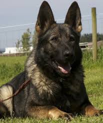 Black Sable Gsd German Shepherd Dogs Sable German Shepherd German Sheperd Dogs