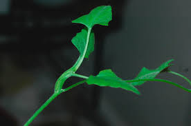 Image result for Convolvulus aschersonii