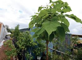 They need more water than some colorado trees, and regular pruning as they mature if planted in a small space. Best Shade And Ornamental Trees To Plant In Boulder County Boulder Daily Camera