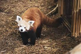 Please Follow Iloveredpandas Picture I Took Of Amber The Red Panda Who Recently Passed Away At The Oglebay Zoo At The Age Of 1 Red Panda Cute Bears Panda Bear
