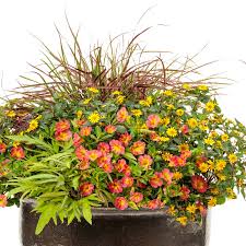 Image result for foto Vitálka