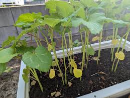 みんなの趣味の園芸