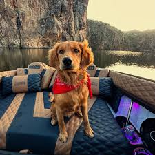 🏄Breaking the Mold: 2025 AL Series Special Edition Hard Top! Nobody does  it like us. 🚤 #Hardtop #BeyondTheOrdinary #PavatiLuxury #jeweledhull  #PavatiBoats #aluminum #BoatLife #ALSeries #100percentaluminum #LakeDays  #Craftsmanship #LuxuryBoating ...