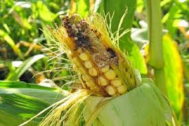 Gambar pohon jagung manfaat khasiats gambar pohon jagung posted 5 july 2019 12 51 sumber gambar : Penyakit Jagung Dan Perosak Penerangan Dan Rawatan Langkah Kawalan Foto