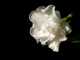 Image result for Tabernaemontana crassa