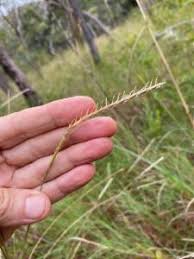 Image result for Elionurus