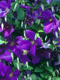 Shrubs, vines and trees can also provide food and cover for hummingbirds. Clematis Jackmanii Bluestone Perennials