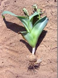 Image result for Dipcadi platyphyllum