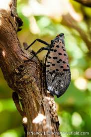 Black And White Spotted Moth Pa Spotted Lanternfly An Asian Insect That Feeds On Tree Of Heaven But Unfortunately Also Other Woody Plants First Found In 20 Wildlife Habitat Insects Habitats