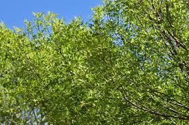 Image result for Fraxinus velutina