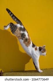 Cat Leaping High Res Stock Images | Shutterstock