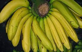 Yang mana, ketika kita mengkonsumsi satu buah pisang tersebut, perut sudah terasa kenyang, atau paling … Cara Menanam Dan Budidaya Pisang Yang Baik Dan Benar Bibitbunga Com