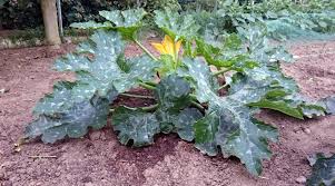 Deshalb muss der pflanze kalk, also calcium zugeführt werden. Zucchini Kurbisse In Gurkenform Industrieverband Agrar