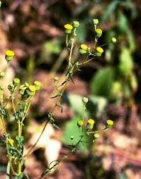 Image result for Pentanema indicum