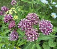Image result for Asclepias ameliae