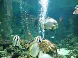 Consulta 1,109 fotos y videos de la mer tomados por miembros de tripadvisor. Aquarium Bild Von La Mer Neuwied Tripadvisor