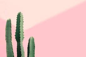 Hd & 4k quality wallpapers no attribution required available on all devices! Green Cactus On A Pastel Pink Background Copy Space Photographic Print Art Com In 2021 Pink Background Pastel Background Wallpapers Baby Pink Aesthetic