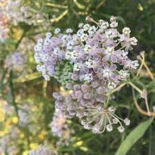 Narrow Leaf Milkweed Uc Marin Master Gardeners