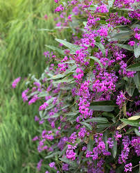 Image result for Hardenbergia