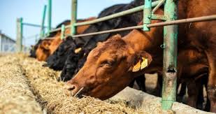 Selamlar, rüya'nın çiftliği kanalına hepiniz hoş geldiniz anneler, babalar ve çocuklar! Ruyada Kurban Kesilmesi Ne Anlama Gelir Ruyada Kurban Kesmek Ne Demektir Kesmemek Ne Demektir Ruyada Kurban Kestirmek Ne Anlama Gelir Haberler