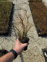 Image result for Chlorophytum pubiflorum