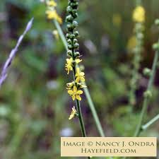 Image result for Agrimonia