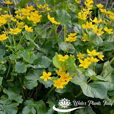 I fiori di amamelide sono molto particolari, in quanto hanno petali lineari, posizionati in maniera sparsa, a dare l'impressione di un fiore arruffato, di colore giallo, rosato o rosso porpora, molto profumato. Caltha Polypetala Piante Acquatiche Water Plants Italy