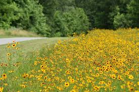 We deliver to cary, apex, morrisville, raleigh zip codes 27607 & 27606 and a few other surrounding areas. Stumbled Across A Massive Wildflower Patch On The Neuse River Trail Today Raleigh