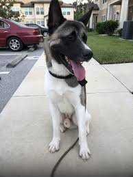 A typical akita puppy will grow to: How Big Should I Expect My American Akita To Weigh At 2