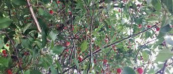 We did not find results for: Best Fruit Trees For Colorado Climate