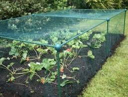This works as blueberry netting, strawberry netting, raspberry netting, and for anything else that you don't want birds getting into! Fruit Vegetable Protection Frames Anti Bird Netting Plant Cage