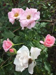 Photo Of The Bloom Of Rose Rosa Baby Blanket Posted By Irisoniselin Garden Org