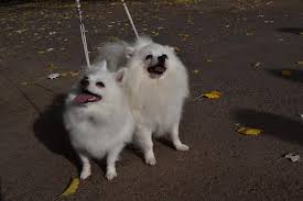 German Spitz Information Dog Breed Facts Dogell Com