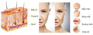 Những ứng dụng thần kỳ của liệu pháp tế bào gốc