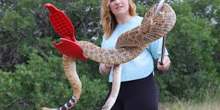 When i am ready, i'll post a video on youtube about it. The Drought Is Bringing More Snakes Into Utah Yards What Do You Do Deseret News