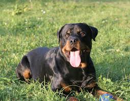 Rottweiler