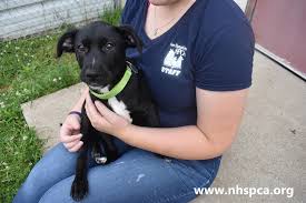 Strafford county, rochester, nh id: Celebrate National Pet Day By Adopting A Pet At These Nh Shelters