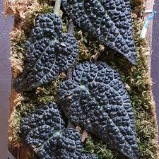 Image result for Selaginella kalbreyeri