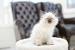 Balinese Long Haired Siamese