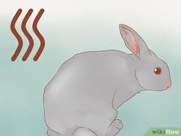 This tweet is in all lowercase with no punctuation or emoji, so why am i blushing? How To Stop A Rabbit From Smelling 11 Steps With Pictures